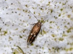 Mompha langiella