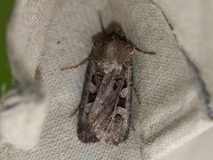 Fiolettbrunt jordfly (Euxoa recussa)