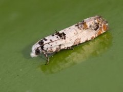 Landøydaengvikler (Eucosma campoliliana)