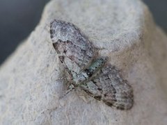 Epleblomstmåler (Pasiphila rectangulata)