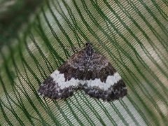 Geitramsmåler (Spargania luctuata)