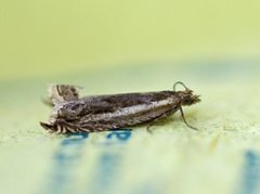 Stripesigdvikler (Ancylis apicella)