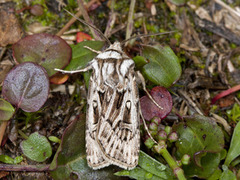 Fjelljordfly (Agrotsi fatidica)