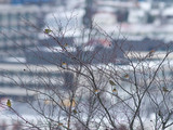Bjørkefink (Fringilla montifringilla)