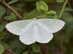 Kjempebladmåler (Geometra papilionaria)