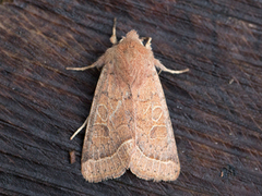 Tverrlinjet seljefly (Orthosia cerasi)