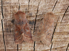 Buemerket seljefly (Orthosia gothica)