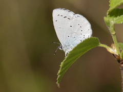 Vårblåvinge (Celastrina argiolus)