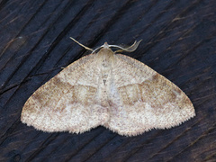 Bred skumringsmåler (Plagodis pulveraria)