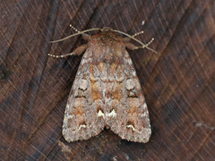 Rødt hagefly (Ceramica pisi)