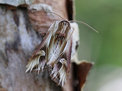 Tannet perikumfly (Actinotia polyodon)