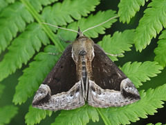 Blåbærnebbfly (Hypena crassalis)