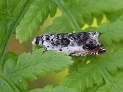 Ospesigdvikler (Ancylis laetana)