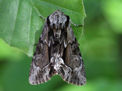 Raggfly (Hyppa rectilinea)