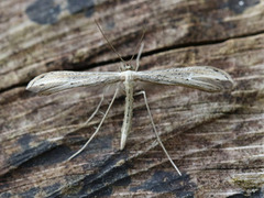 Prikkfjærmøll (Hellinsia tephradactyla)