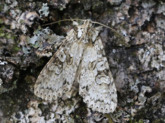 Grått hakefly (Polia nebulosa)