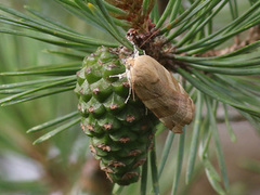 Bredbåndfly (Noctua fimbriata)