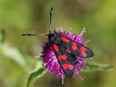 Seksflekket bloddråpesvermer (Zygaena filipendulae)