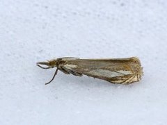 Beitenebbmott (Crambus pascuella)