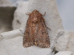 Rødt fjellengfly (Apamea schildei)