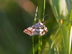 Tranebærmåler (Carsia sororiata)