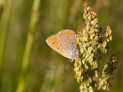 Purpurgullvinge (Lycaena hippothoe)