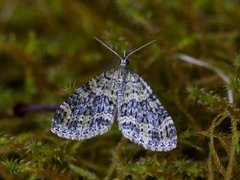 Grønn tungemåler (Acasis viretata)