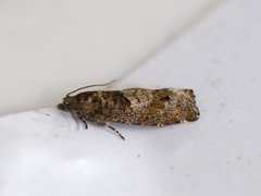 Junikveldvikler (Epinotia tetraquetrana)