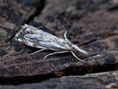 Klippenebbmott (Catoptria falsella)