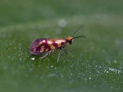 Micropterix tunbergella