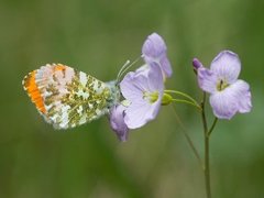 Aurorasommerfugl (Anthocharis cardamines)