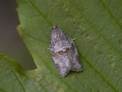 Grå bladvikler (Syndemis musculana)