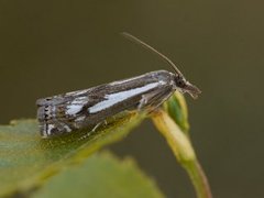 Myrnebbmott (Crambus alienellus)