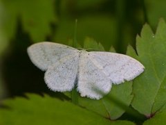 Blek urtemåler (Scopula floslactata)