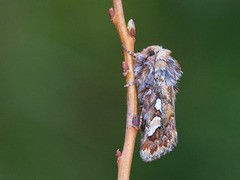 Furufly (Panolis flammea)