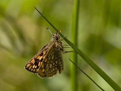 Gulflekksmyger (Carterocephalus palaemon)