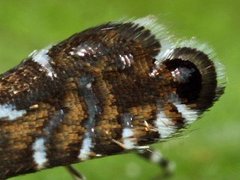 Glyphipterix forsterella