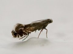 Glyphipterix simpliciella