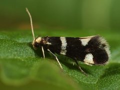 Incurvaria praelatella