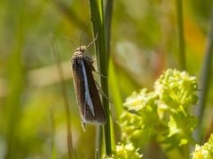 Fjellnebbmott (Catoptria furcatellus)