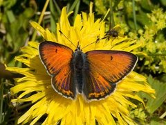 Purpurgullvinge (Lycaena hippothoe)