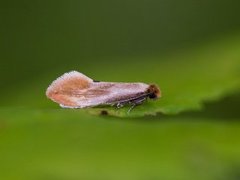 Rødgul reirmøll (Tinea semifulvella)