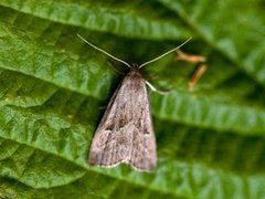 Dvergnebbfly (Hypenodes humidalis)