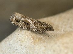 Heggekveldvikler (Epinotia signatana)