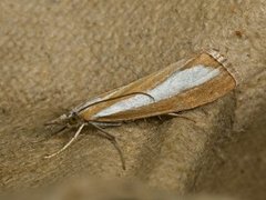 Perlemornebbmott (Catoptria margaritella)