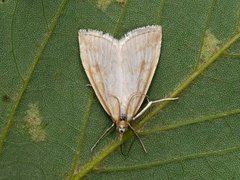 Blek engmott (Udea lutealis)