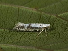 Argyresthia retinella