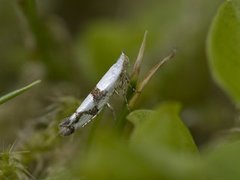 Argyresthia ivella