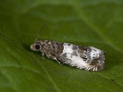 Blek rosevikler (Notocelia rosaecolana)