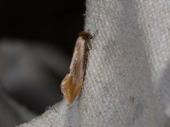 Rødgul reirmøll (Tinea semifulvella)